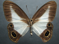 Adult Female Under of Pied Ringlet - Hypocysta angustata angustata